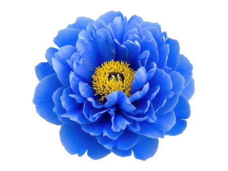 Blue peony flower isolated on white background cutout. Macro.の素材