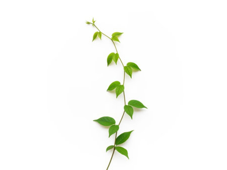 A delicate stem with vibrant green leaves, showcased against a clean white background, highlighting the natural beauty and simplicity of the foliage.の素材