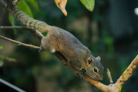 Eastern Gray Squirrel or Tree Squirrel on a branch of tea close up view. Tree squirrels are the members of the squirrel family (Sciuridae) commonly just referred to as "squirrels".の写真素材