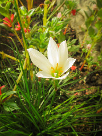 White Flower in North of Thailandの写真素材