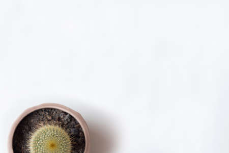 Cactus on white backgroundの写真素材