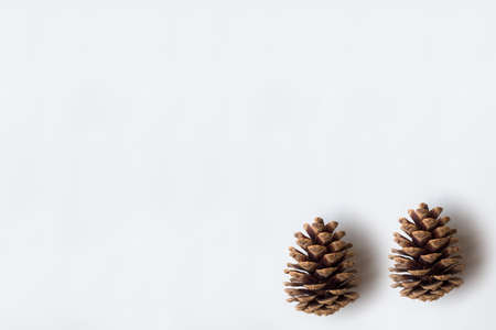 Pine cone on white backround