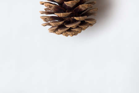 Pine cone on white backround