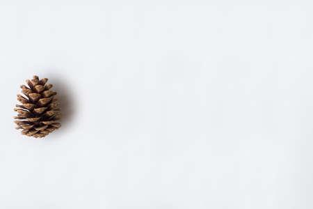 Pine cone on white backroundの写真素材