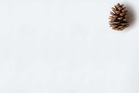 Pine cone on white backroundの写真素材