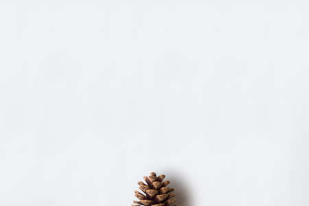 Pine cone on white backroundの写真素材