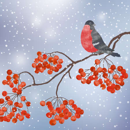 Winter card  with bullfinch on a branch of rowanのイラスト素材
