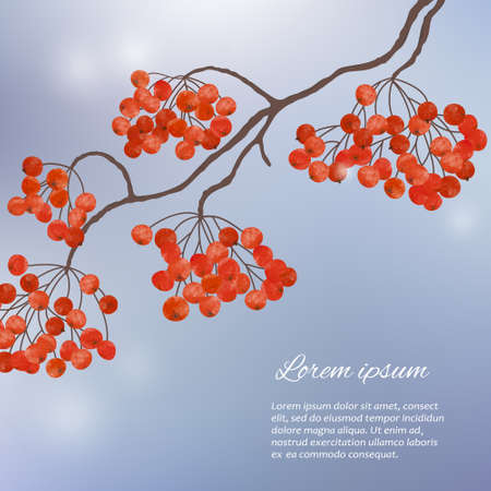 Winter watercolor hand painting illustration  with  branches rowan berryのイラスト素材