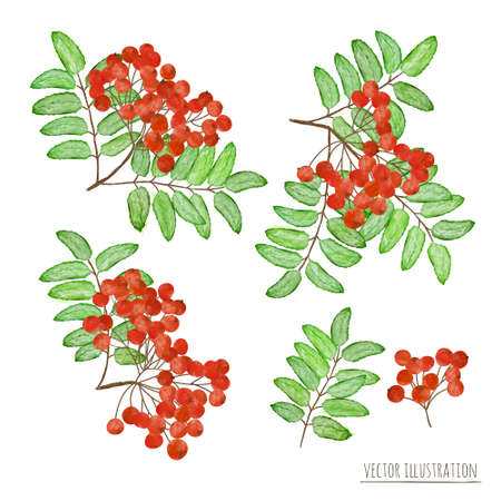 Set of rowan berries with leaves isolated on the white backgroundのイラスト素材