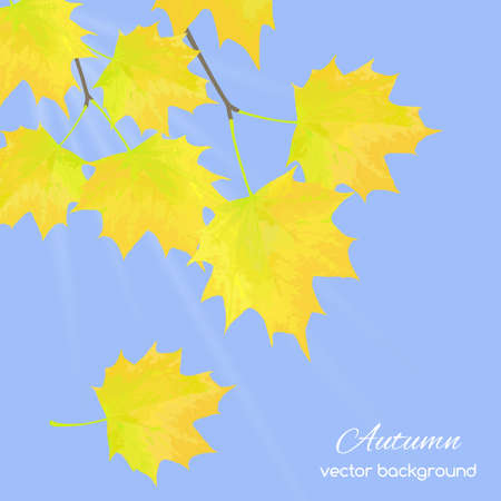 Beautiful  illustration  with gold autumn leaves  against the skyのイラスト素材