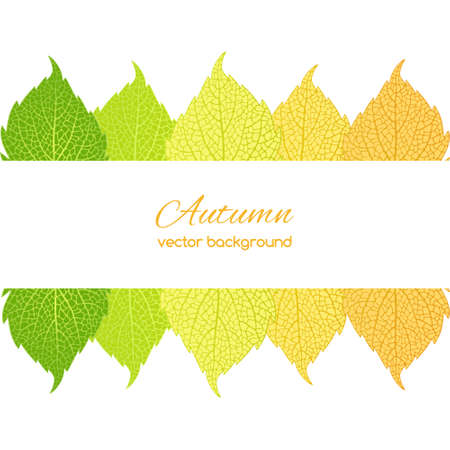 Beautiful  illustration  with autumn leaves  on a white backgroundのイラスト素材