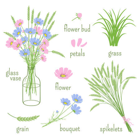 Set of wildflowers, spikelets, the glass vases and elements of botanyのイラスト素材