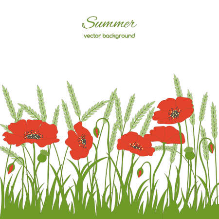 Spring card with grass, poppies  and spikelets on white backgroundのイラスト素材