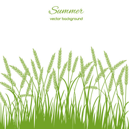 Spring card with grass and spikelets on white backgroundのイラスト素材