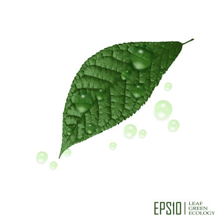 Illustration of isolated green leaf on white backgroundのイラスト素材
