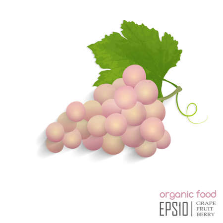Realistic vector illustration of isolated grape, organic foodのイラスト素材