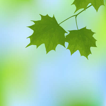Elegant illustration with  maple leaves on a blurred backgroundのイラスト素材