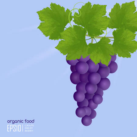 Realistic vector illustration of isolated grapes, organic foodのイラスト素材