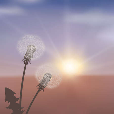 Srring flowers dandelions in meadow at red sunset.のイラスト素材