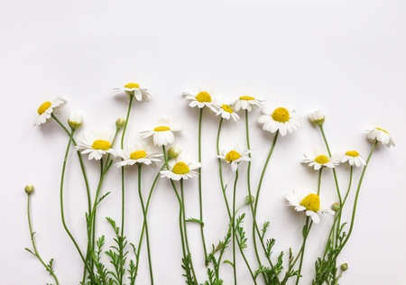 Pattern with chamomile flowers on white background. Flat lay, top view