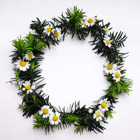 Frame of green fir branches and chamomile flowers on white background. Flat lay, top viewの写真素材