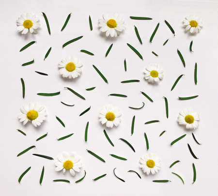 Colorful summer pattern with herbs and flowers. Flat lay on white table
