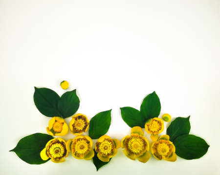 Decorative frame with bright yellow water lilies on white background. Flat lay, top viewの写真素材