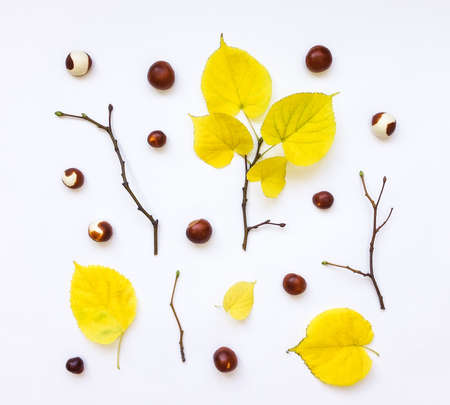 Closeup of set of autumn yellow leaves, chestnuts and branches on white background. Top view, flat lay, view from aboveの写真素材