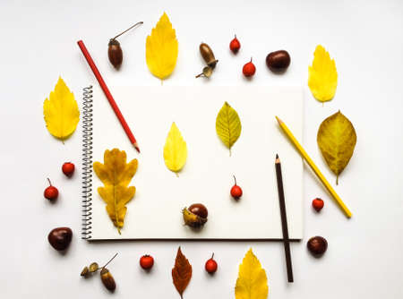Autumn composition with album and pencils on white background, decorated with yellow leaves, berries, chestnuts, acorns. Fall still-life. Artistic workplace. Flat lay, top view, view from aboveの写真素材