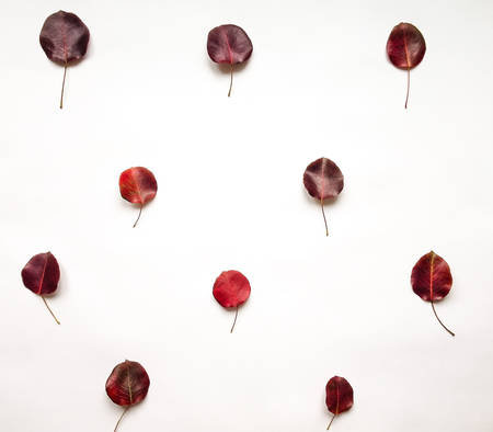 Autumn minimalist composition with bright red leaves, placed in lines. Flat lay, top view, white...