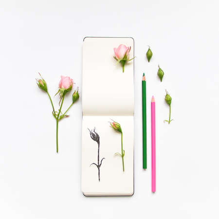 Colorful composition with sketchbook, pink roses and pencils. Botanic illustration of a rose. Flat lay on white table, top viewの写真素材