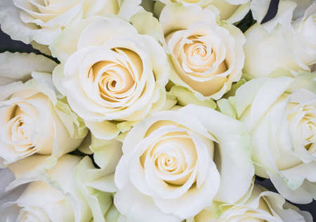Perfect closeup bouquet of creme luxurious roses for wedding, birthday or Valentine's day. Floral pattern, top view, flat layの写真素材