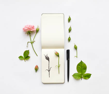 Colorful composition with sketchbook, pink roses and pen. Botanic illustration of a rose. Flat lay on white table, top viewの写真素材