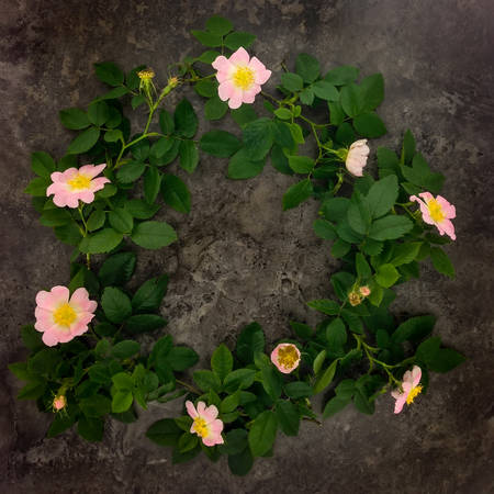 Summer bright round composition of dogrose branches and flowers on dark marble table. Flat lay, top viewの写真素材