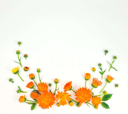 Colorful bright pattern of orange calendula flowers on white background. Flat lay, top view, natural background with place for textの写真素材