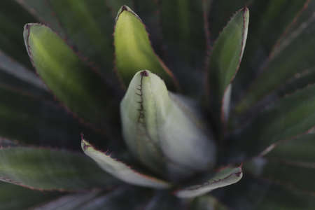 cactus in natural lighting from top angleの写真素材