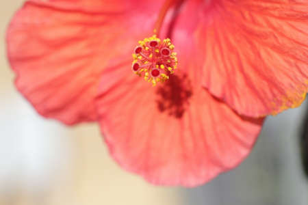 close up shot of red hibiscus flower