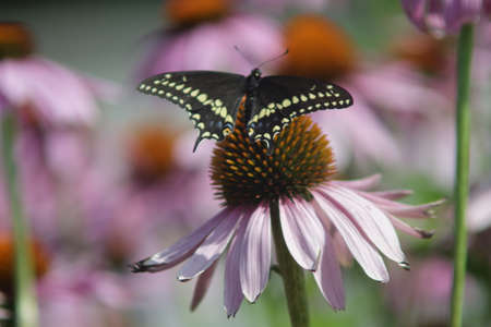 butterfly sitting on Rubin Glow flowerの写真素材
