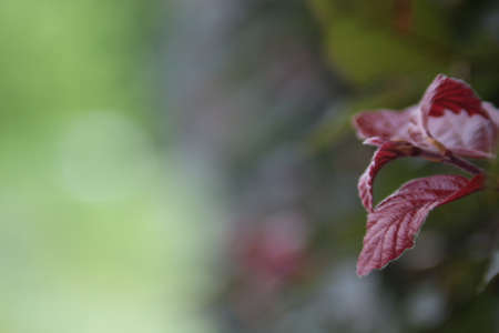 red leaf with green background