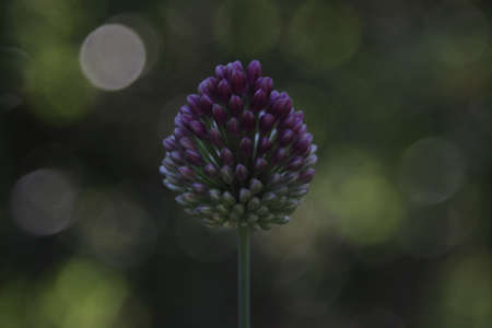 purple round flower with bokeh