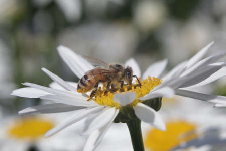 Honey Bee taking pollens out of daisy flowerの写真素材