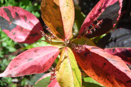 colorful leaves from top angle