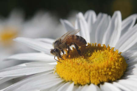 Honey Bee taking pollens out of daisy flowerの写真素材
