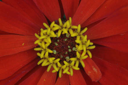 beautiful red flower from top angle in natural lighting