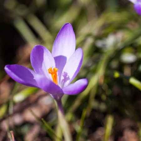 Close-up of a beautiful purple wild flower in the field on a bright sunny dayの写真素材