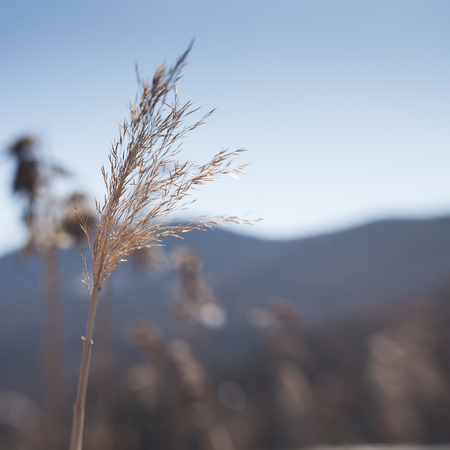 Single feathery florescence of delicate ornamental pampus grass growing outdoors with shallow dofの写真素材
