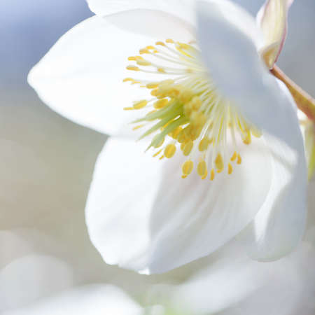 Close up of sunlight on a beautiful pure fragile spring blossom, symbolic of the start of the season, innocence and new lifeの写真素材