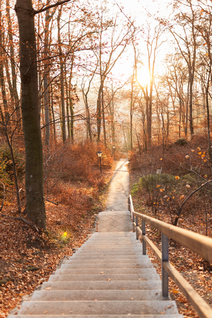 Scenic Autumn landcape with stairs, shot from high angle, leading to an empty alley of a park or a...