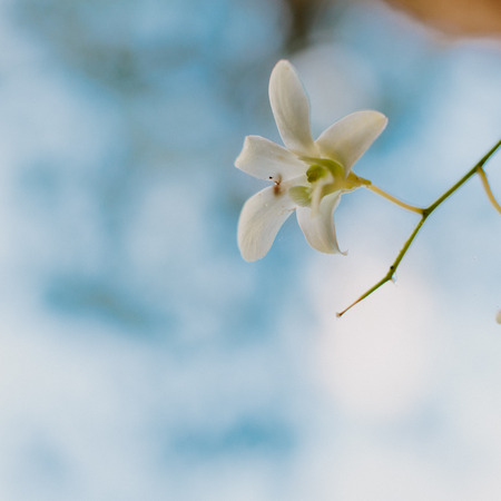 Close up Thin Green Twig with One Pretty Small White Flower Against Hazy Blue and White Background, Emphasizing Copy Space. Captured in Khao Lak, Thailand.の写真素材
