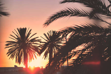 Plams sunriseの写真素材